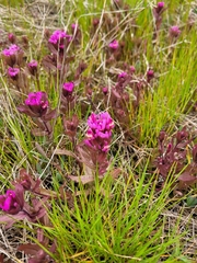 Castilleja ambigua humboldtiensis