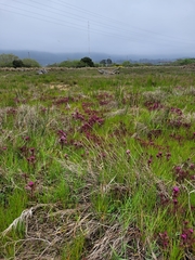 Castilleja ambigua humboldtiensis
