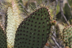 Opuntia comonduensis