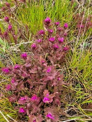 Castilleja ambigua humboldtiensis