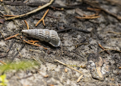 Cerithideopsis
