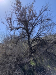 Artemisia tridentata tridentata