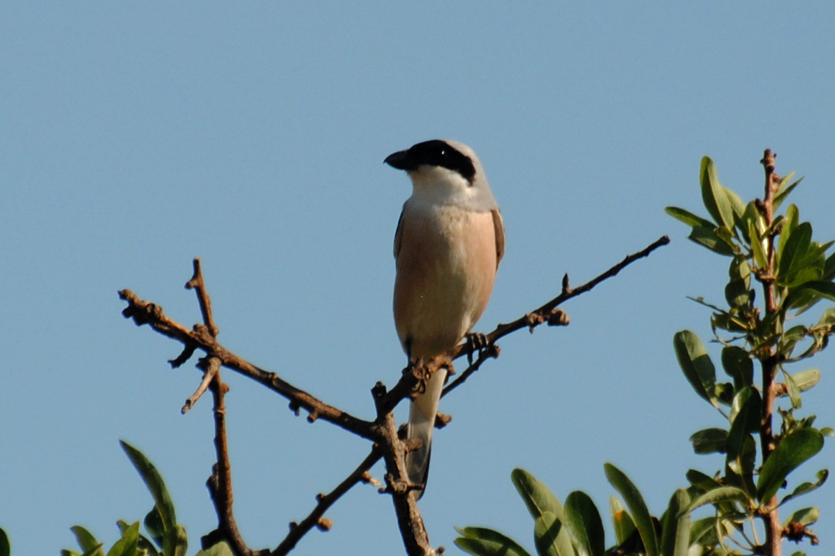 Lesser Grey Shrike
