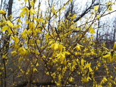 Forsythia × intermedia