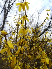 Forsythia × intermedia