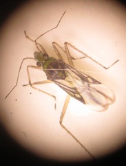Mesoveliidae