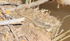 Sceloporus cowlesi