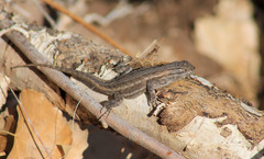 Sceloporus cowlesi