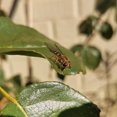 Syrphus reedi