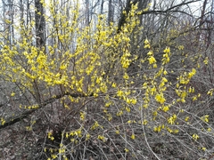 Forsythia × intermedia