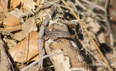 Sceloporus cowlesi