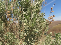 Artemisia tridentata tridentata