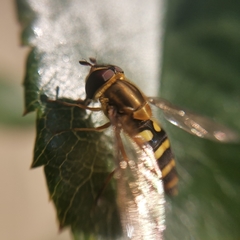 Syrphus reedi