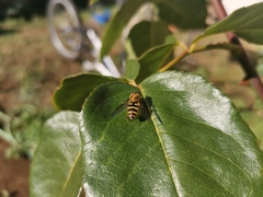 Syrphus reedi