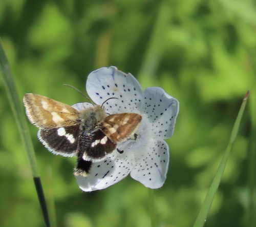Small Heliothodes Moth photo 2