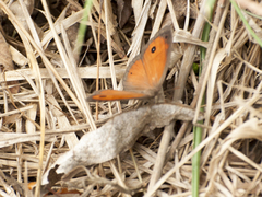 Heteropsis ankaratra