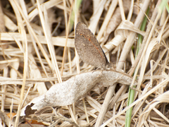 Heteropsis ankaratra