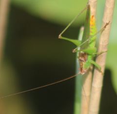 Orchelimum concinnum