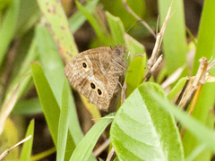 Strabena triophthalma