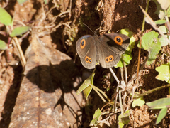 Strabena triophthalma
