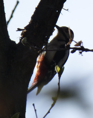 Dendrocopos major
