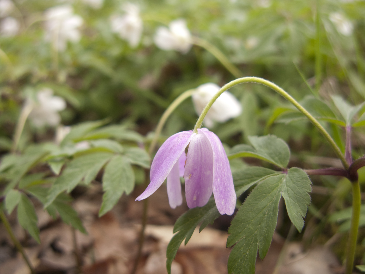 Anemone nemorosa
