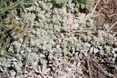 Image of Antennaria rosulata by (c) Loren Cassin Sackett, some rights reserved (CC BY)