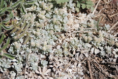 Antennaria rosulata