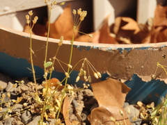 Holosteum umbellatum