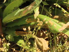 Holosteum umbellatum