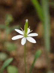 Meconella denticulata