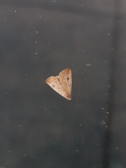 Erebidae