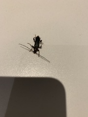 Phymatodes