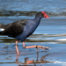 Australasian Swamphen - Photo (c) Graham Winterflood, some rights reserved (CC BY-SA)