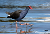 Australasian Swamphen - Photo (c) Graham Winterflood, some rights reserved (CC BY-SA)