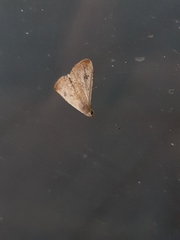 Erebidae