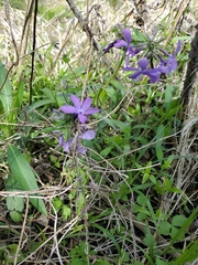Phlox pilosa