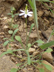 Meconella denticulata