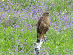 Buteo buteo