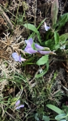 Vicia parviflora