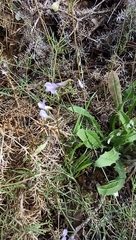 Vicia parviflora