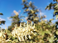 Syrphus reedi