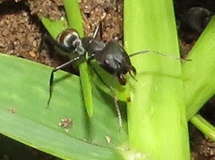 Camponotus cinctellus
