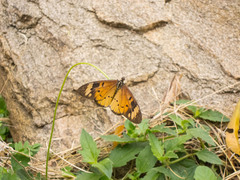 Acraea encedon encedon