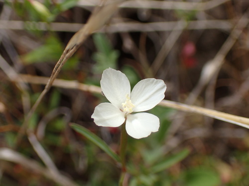 Canyon clarkia (Clarkia epilobioides)
