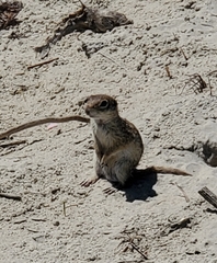Xerospermophilus spilosoma