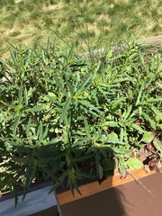 Asclepias fascicularis