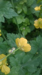 Ranunculus lanuginosus