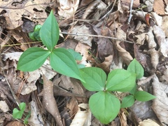 Trillium grandiflorum