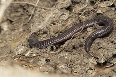 Blanus strauchi strauchi